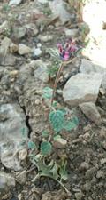 پونه سای دنایی - معرفی گیاهان بومی ایران